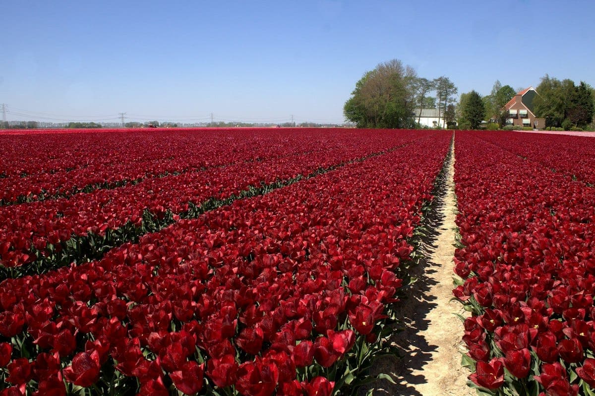 A field of red tulips with a farm in the distance
