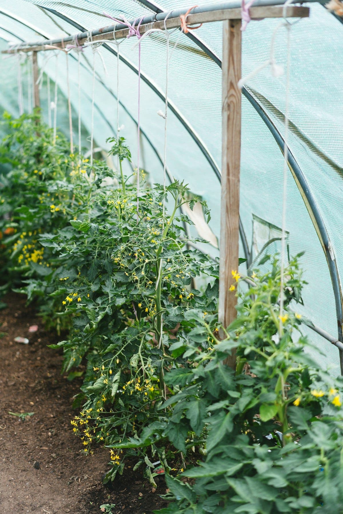 Tomato plants with trusses in a greenhouse